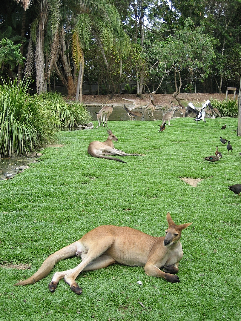 116 Port Douglas Wildlife Habitat.jpg